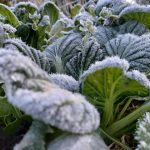 Autumn drenching makes for mixed bag of fodder crops