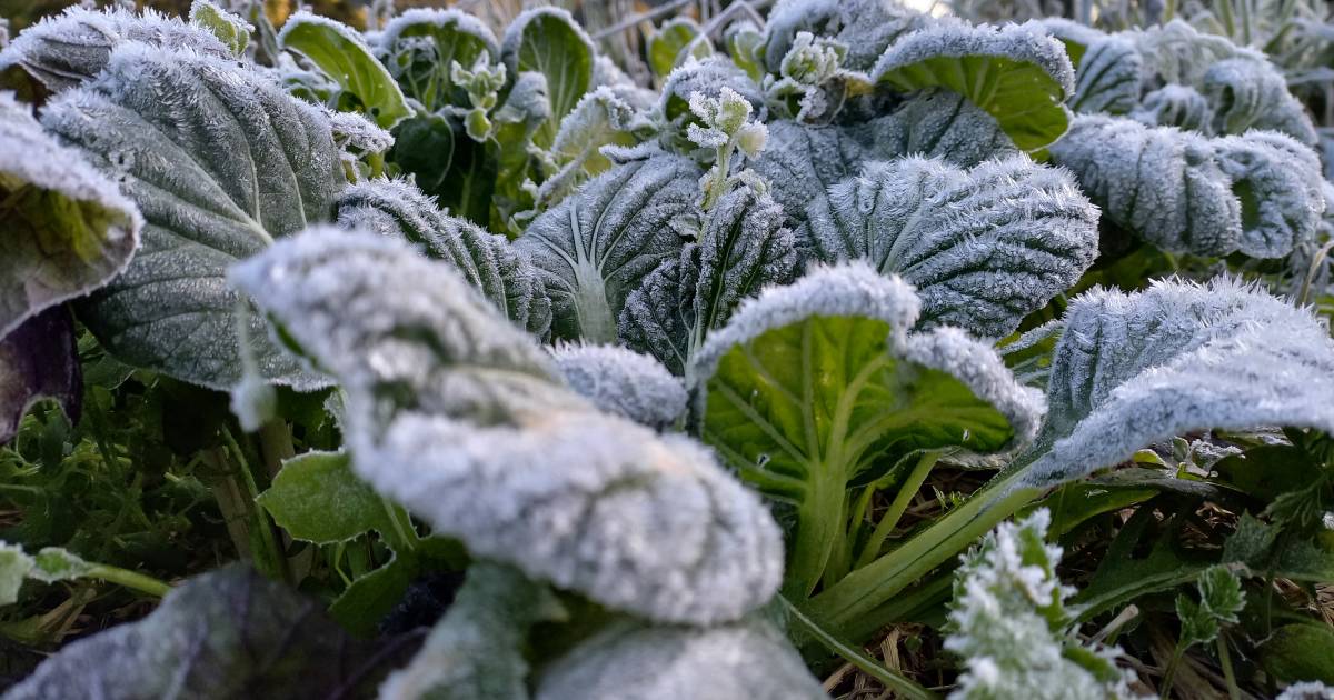 Eungella growers bear brunt of frosty cold snap