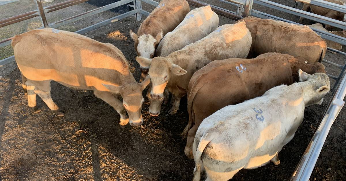 Quality feeder cattle firm at Toogoolawah