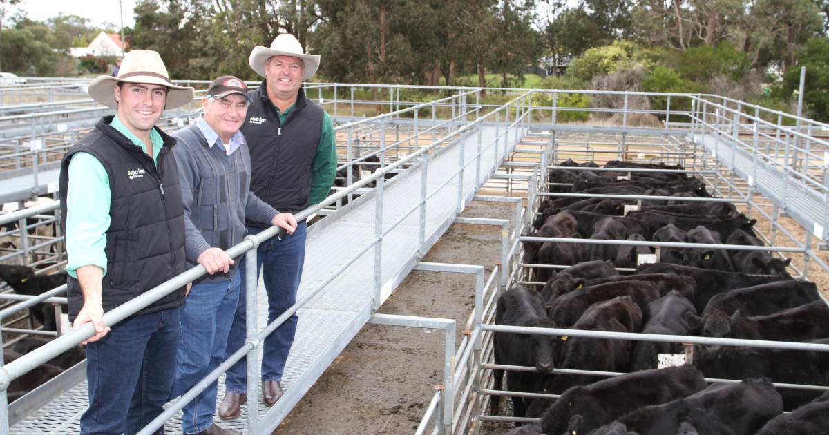 $10,500 Hydillowah bulls top Nutrien Livestock sale at Boyanup Saleyards | Farm Weekly