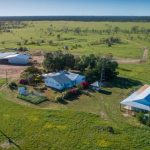 NQR 130: Afrikaner bulls enter Cloncurry sale ring in 1981 | North Queensland Register