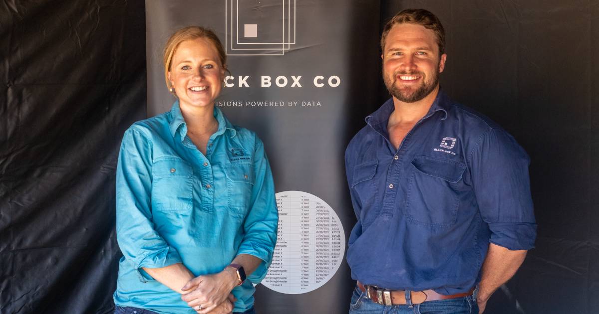 Black Box Co collaborate with NBPE in new feedlot steer challenge