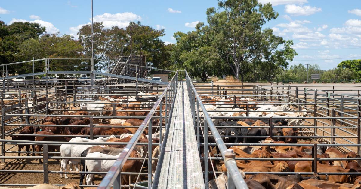 Cows 15c/kg dearer at Charters sale