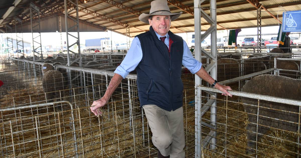 'Plenty to get excited about': AgForce sheep and wool president