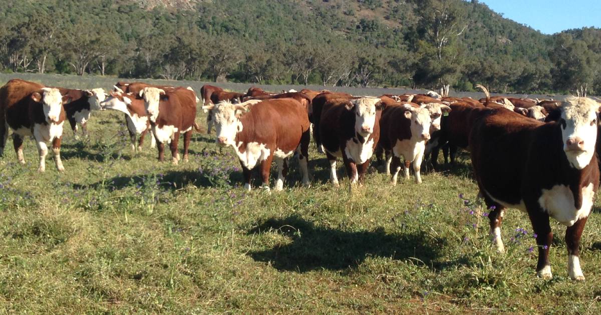 Numbers to deliver big profit, more kilograms of beef out of front gate