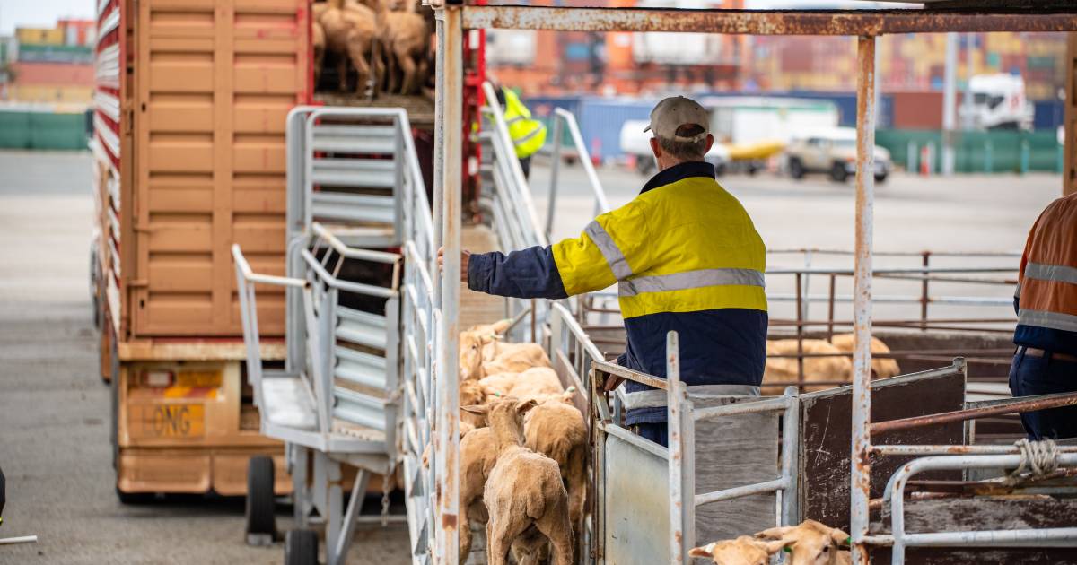 Live sheep exporters want to know Labor's 'specific concerns' about industry