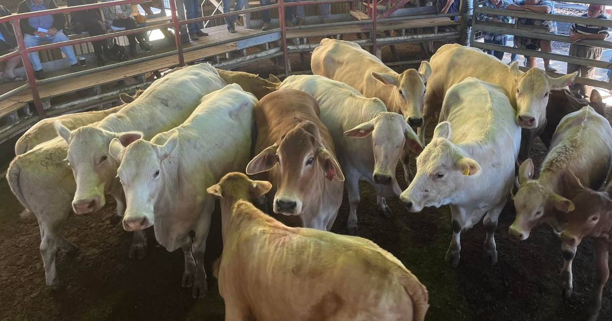 Cows and calves sell to $3900 at Laidley | Queensland Country Life