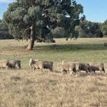 Cloncurry Show thanks its volunteer workforce | The North West Star