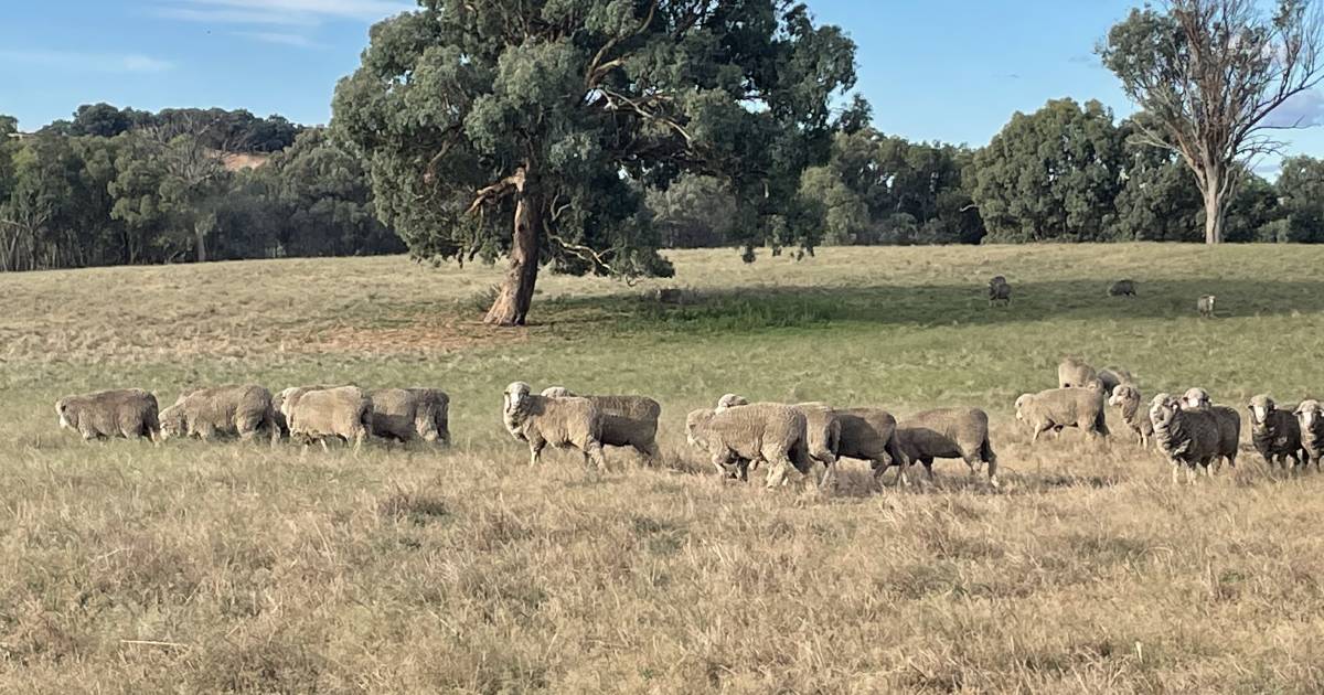 Farmland borrowing advice for young farmers