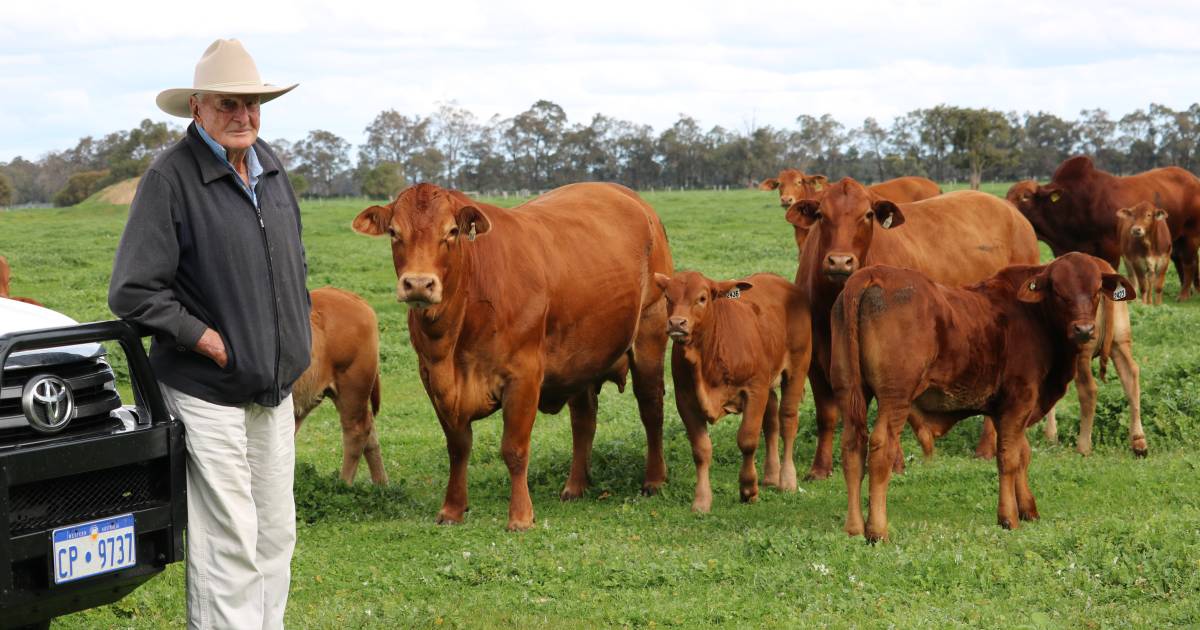 Cattle and horse icon Richard (Dick) Vincent passed away at Capel last month | Farm Weekly