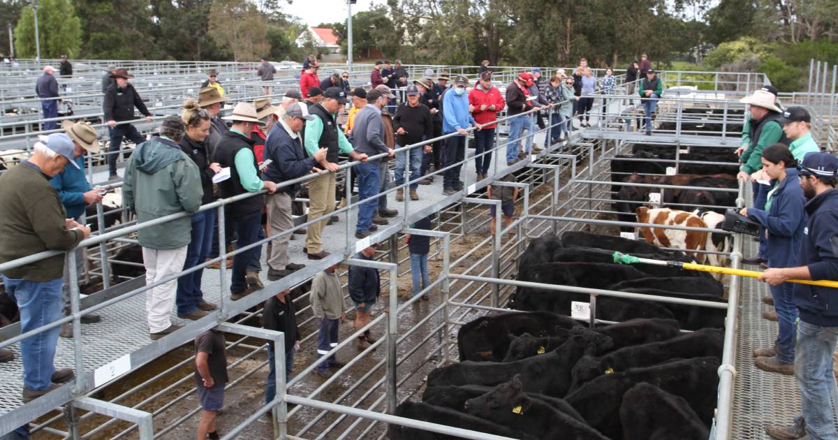 Nutrien Livestock to host store cattle sale at Boyanup saleyards on July 1 | Farm Weekly