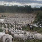 Kelpies fetch a premium at Casterton in front of record crowd