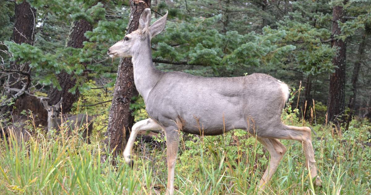 Queensland based recreational hunter actions a state parliamentary petition to allow local councils sustainably manage deer within their boundaries | North Queensland Register