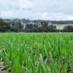 Close to 25,000 acres in the Riverina