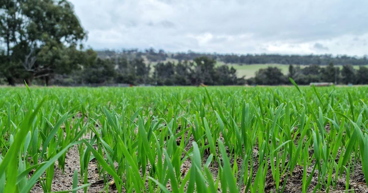 Rain gives crops a much needed drink