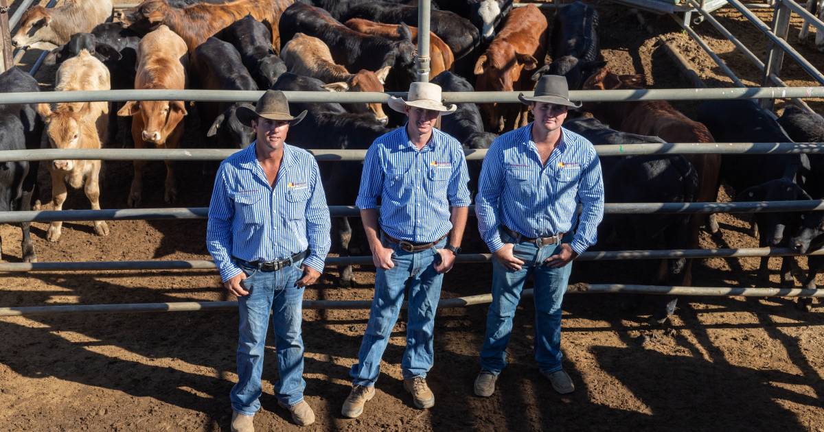 Southern buyers snap up quality lines at Charters Towers special store sale