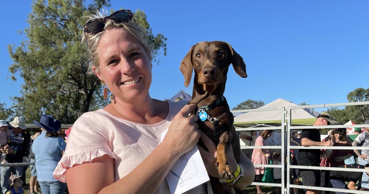 Bentley thrives in ruff and tumble of sausage dog races