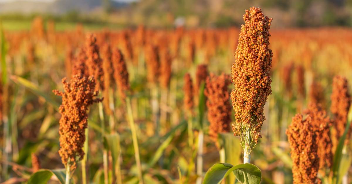 Grain growers’ resowing plans feel cold snap | The Land