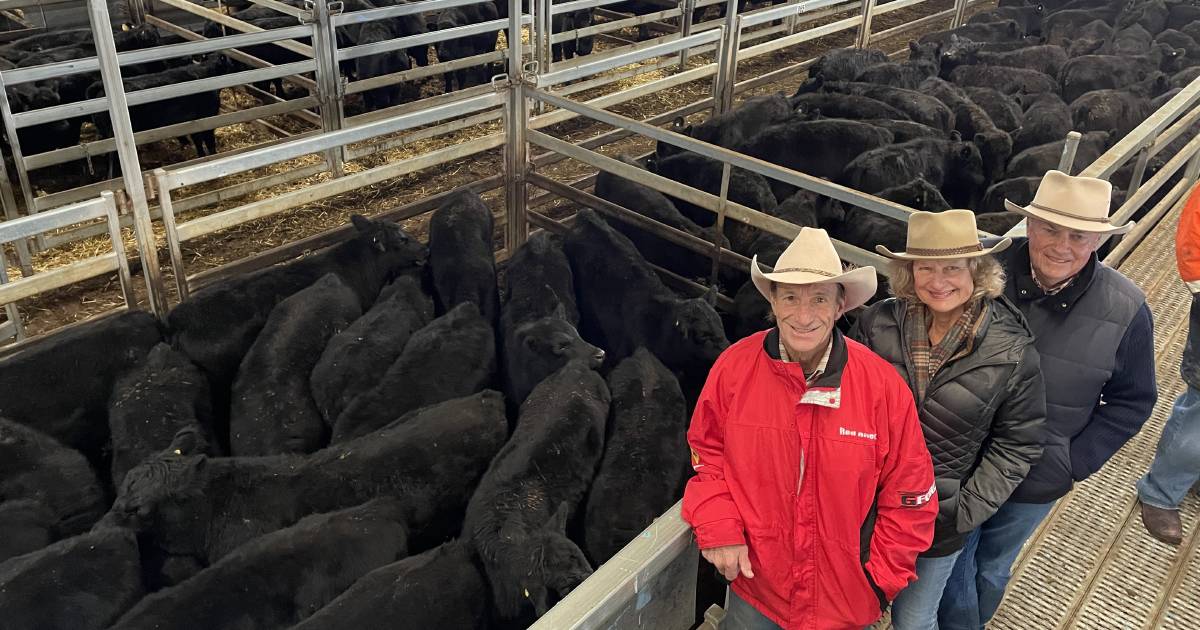 Winter chill fails to cool NSW cattle prices | The Land