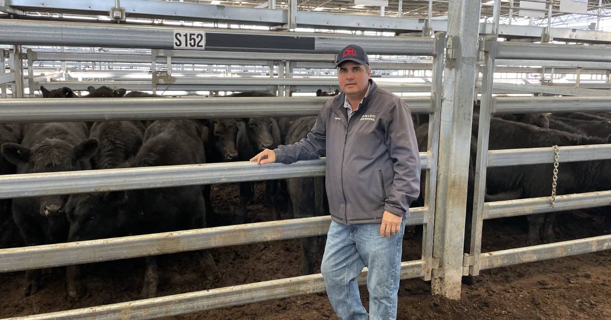 Light steers hit a hefty 842c/kg at Inverell sale