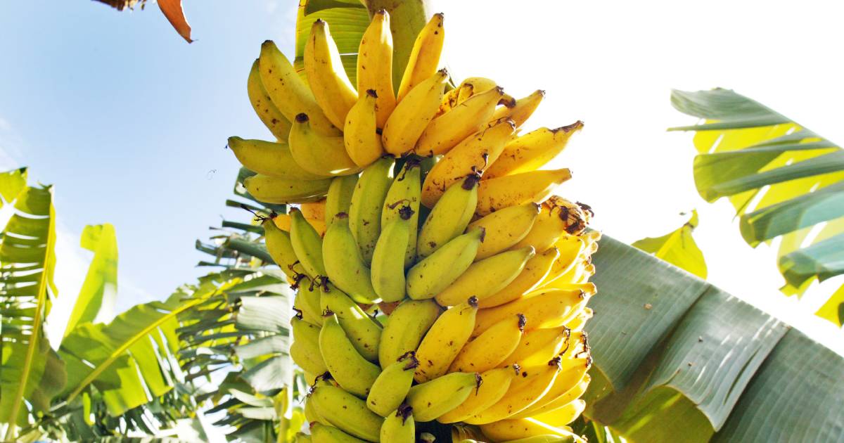 Travellers beware – NT borders closed to bananas