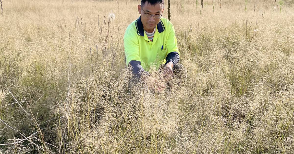 Monaro landholders have lovegrass options | The Land