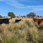 Young cattle prices to drop more than 150c/kg: MLA