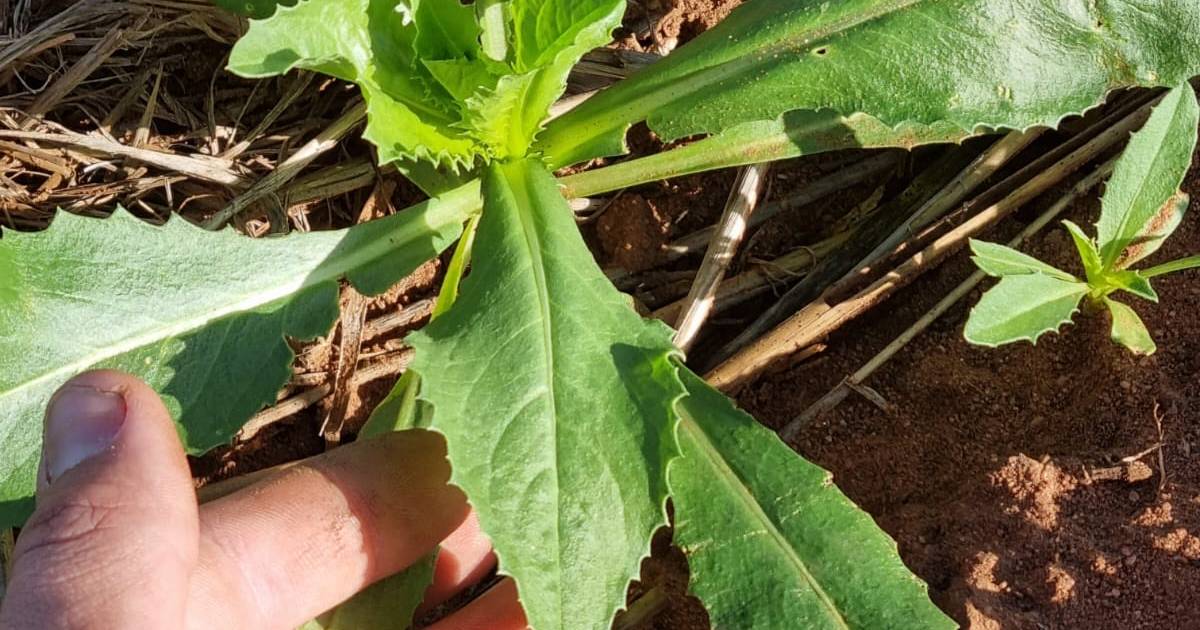 Crop Circle Consulting, Gerladton, leads trial testing safflower as a break crop in the low and medium rainfall regions | Farm Weekly