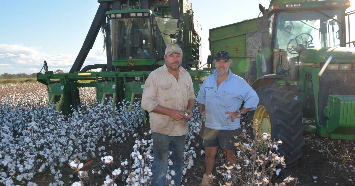 Back-up cotton picker eases the burden