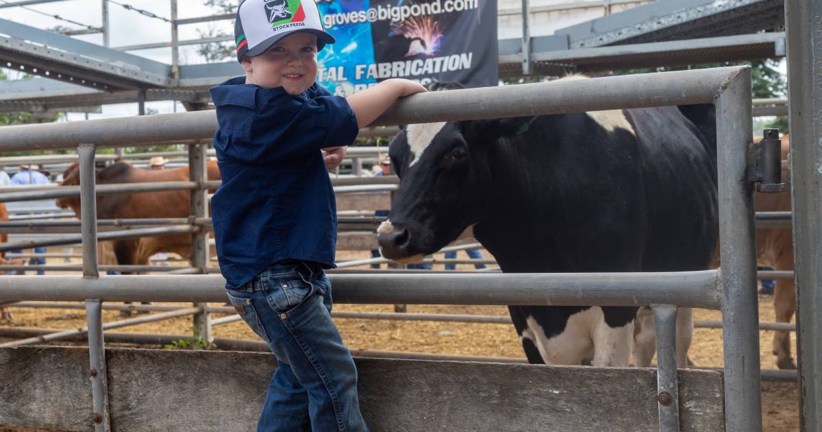 Friesian bullock goes under hammer at NBPE for worthy cause