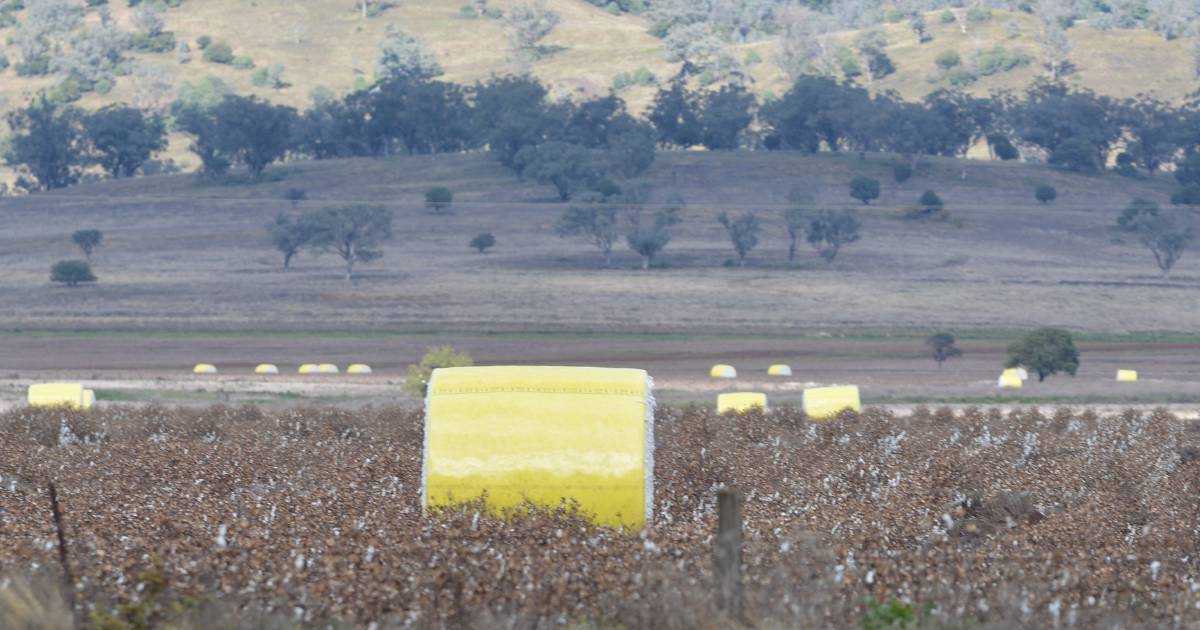 Cotton pick mired by wet paddocks