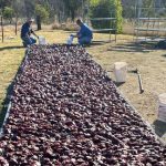 Funding for Richmond 'green coal' plant to help fix prickly acacia