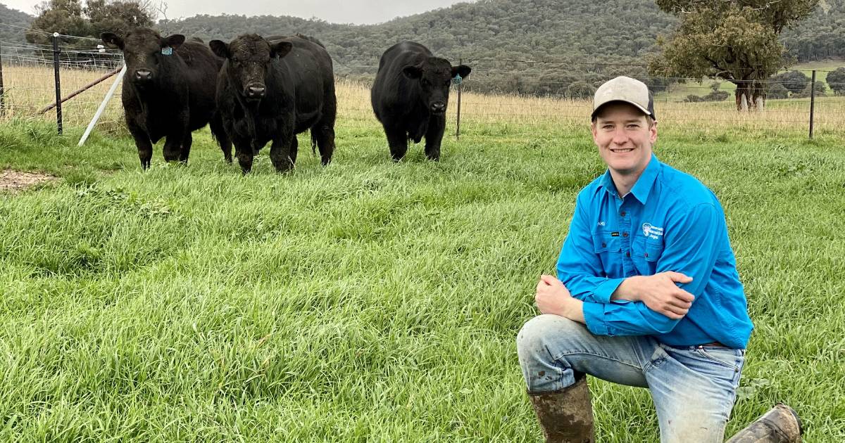 TransTasman scholarship recipient paves his way in beef industry