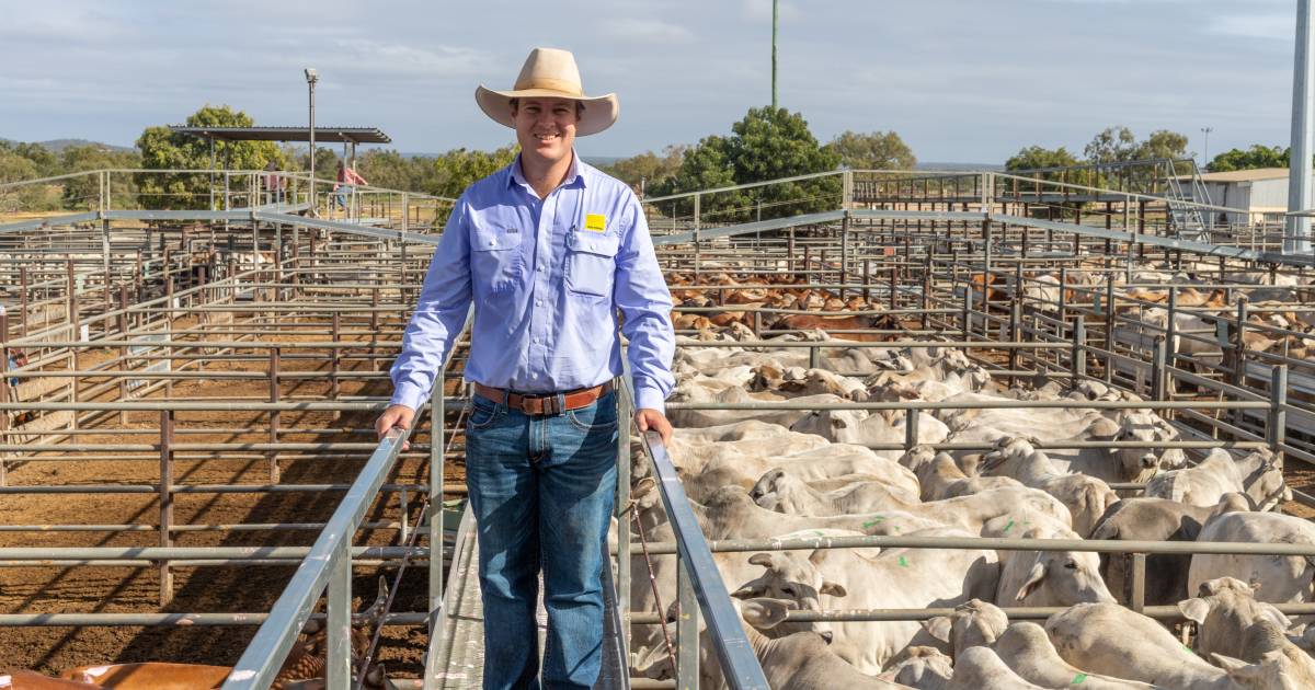 Market eases in Charters Towers