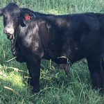 Injune centenary cattle sale showcases district’s rich grazing heritage | Queensland Country Life