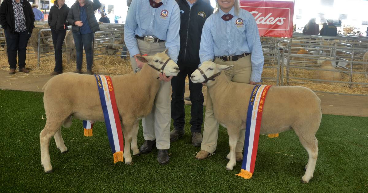 Tara's Texels take the lot in breed judging