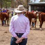 Carcoar cattle prices still hot as chill sets in