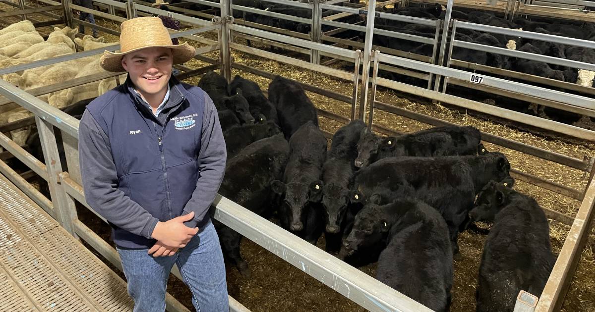 Carcoar cattle prices still hot as chill sets in