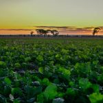 Killara Feedlot's plans for carbon neutrality by 2030