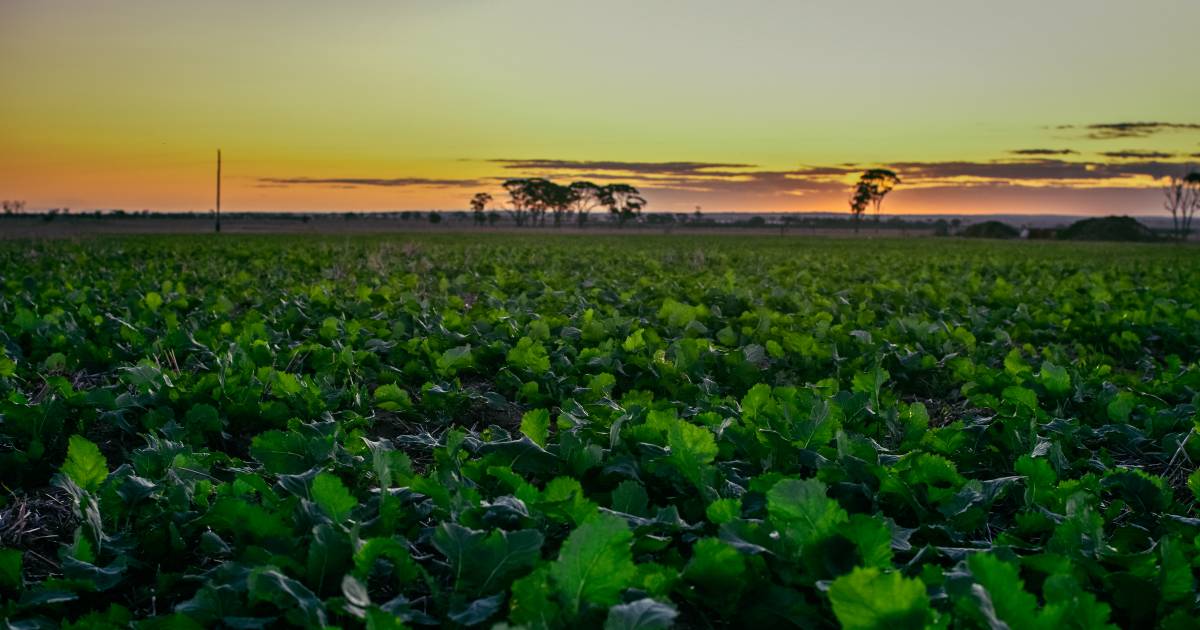 Grain Industry of Western Australia says 2022 crop is on track in its latest crop report | Farm Weekly