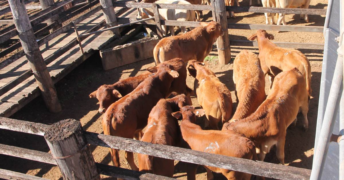 Droughtmaster steers soar to 800c/kg at Coolabunia store sale