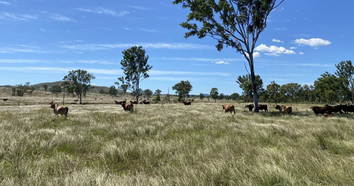 Central Queensland cattle property passed in at auction