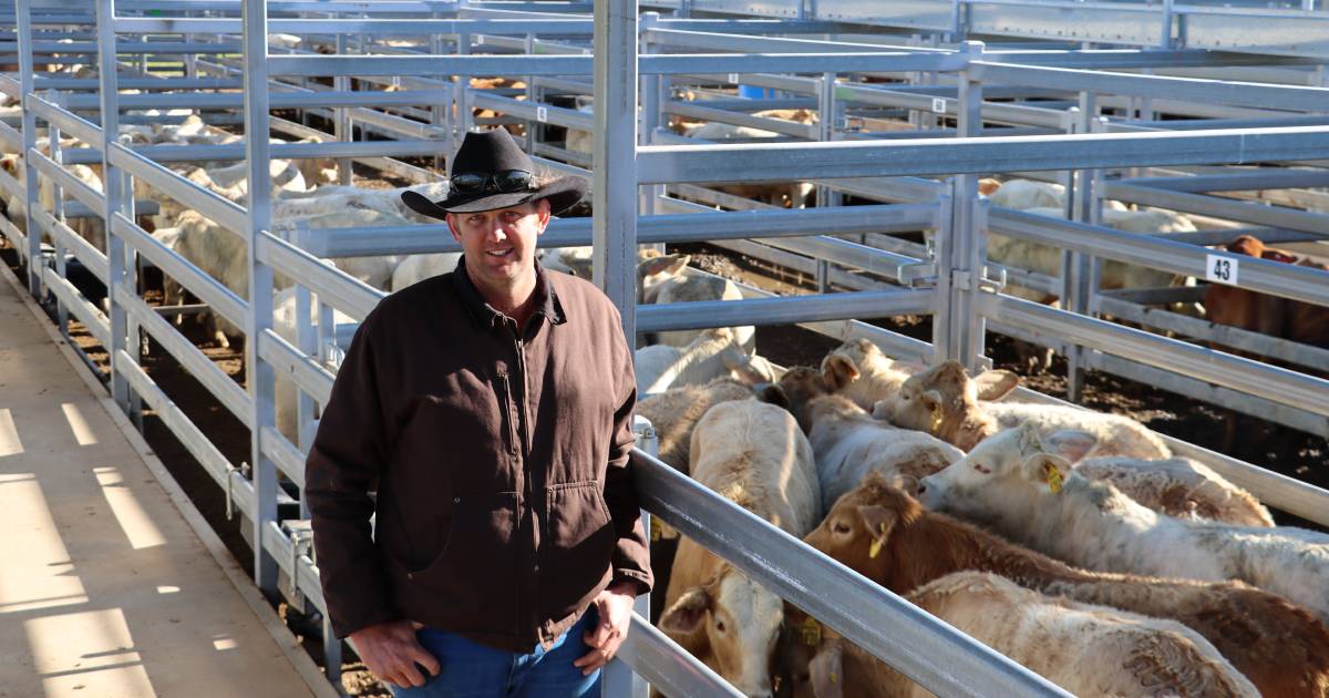 Rain hinders numbers but market remains strong at Biggenden weaner sale