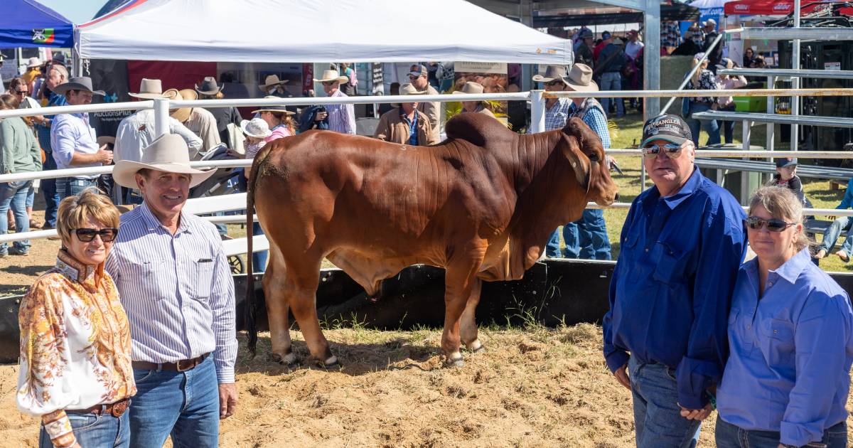 Hughenden vendor tops Richmond Field Days all breeds bull sale