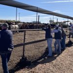 Charolais weaner steers reach 696c/$2037 at Roma store sale | Queensland Country Life