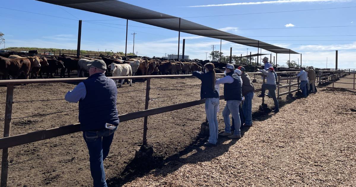 Paddock to Palate competition cattle achieved 3.6kg to 3.7kg average daily weight gains despite wet weather | Queensland Country Life