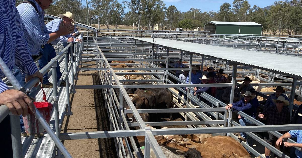 Cows and calves sell to $2900 at Biggenden