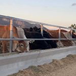 NQR 130: Gulf calving troubles in 1965