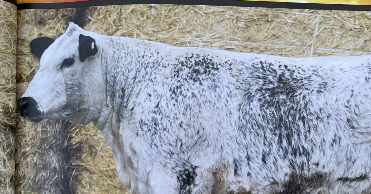 Wattle Grove Speckle Park stud reaches $37,000 top at annual fire and ice sale | Photos | Queensland Country Life