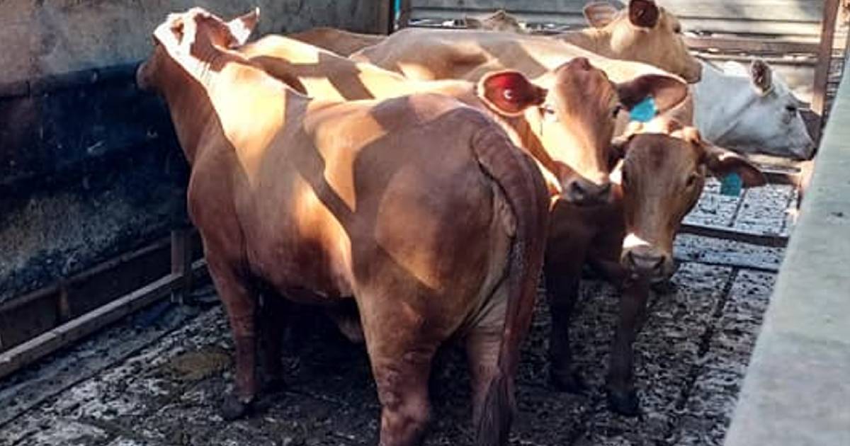 Yearling steers top at 718c, average 575c at Mareeba | North Queensland Register